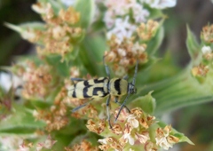 Chlorophorus varius
