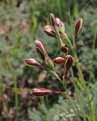 Hesperantha