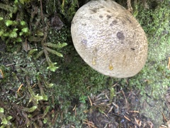 Caloboletus conifericola