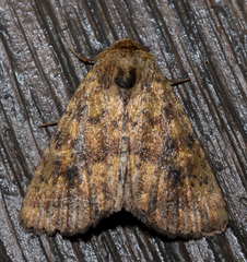 Perigea xanthioides