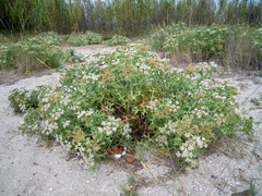 Echinophora spinosa