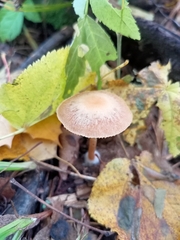 Collybiopsis peronata