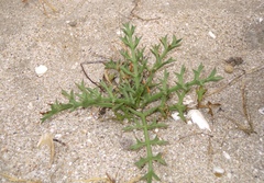 Echinophora spinosa