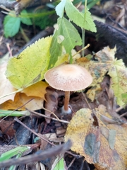 Collybiopsis peronata