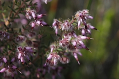 Erica eriocephala