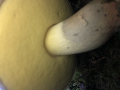 Caloboletus conifericola