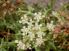 Echinophora spinosa