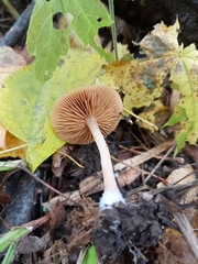 Collybiopsis peronata