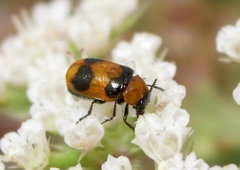 Coptocephala