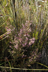 Erica eriocephala