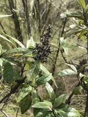 Buddleja cordata
