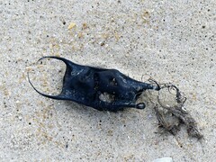 Rostroraja eglanteria