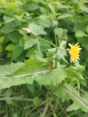 Sonchus oleraceus