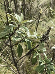 Buddleja cordata