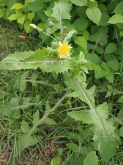 Sonchus oleraceus