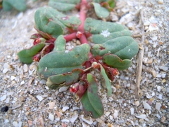 Euphorbia peplis