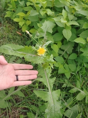Sonchus oleraceus