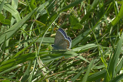 Polyommatus icarus