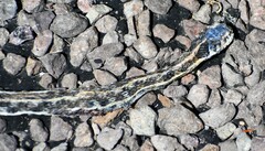 Thamnophis cyrtopsis cyrtopsis