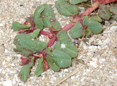 Euphorbia peplis