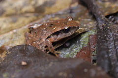 Craugastor podiciferus