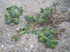 Euphorbia peplis