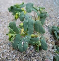 Euphorbia peplis