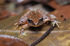 Craugastor podiciferus