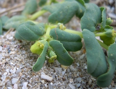 Euphorbia peplis