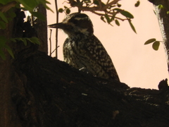 Dryobates mixtus