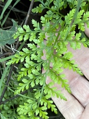 Asplenium adiantum-nigrum