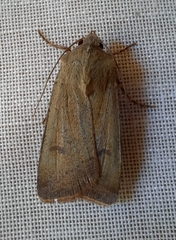 Agrotis trux