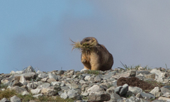 Marmota baibacina