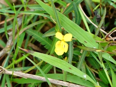 Chamaecrista mimosoides