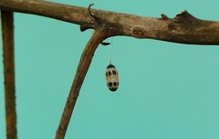 Campopleginae