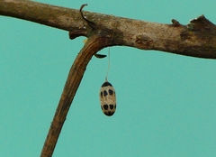 Campopleginae