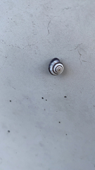 Helicella itala