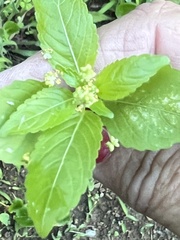 Mercurialis annua