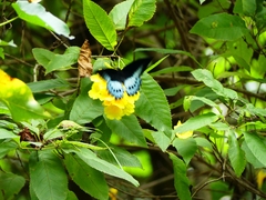 Papilio polymnestor