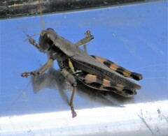 Melanoplus eumera
