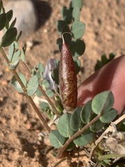 Astragalus megacarpus