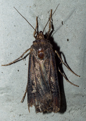 Agrotis ipsilon