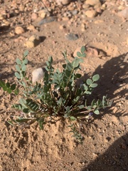 Astragalus megacarpus