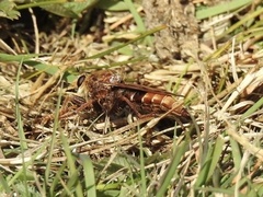 Asilus crabroniformis