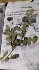 Erythroxylum confusum
