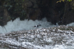 Enicurus schistaceus