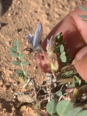 Astragalus megacarpus