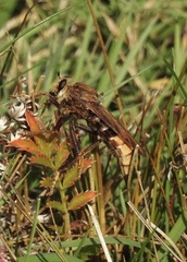 Asilus crabroniformis