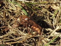 Asilus crabroniformis