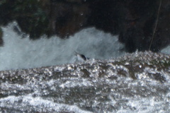 Enicurus schistaceus